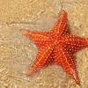 Red Starfish In Beach Diamond Paintings