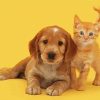 Tabby Kitten And Golden Spaniel Puppy Diamond Painting