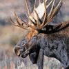 Teton Moose Head Diamond Paintings