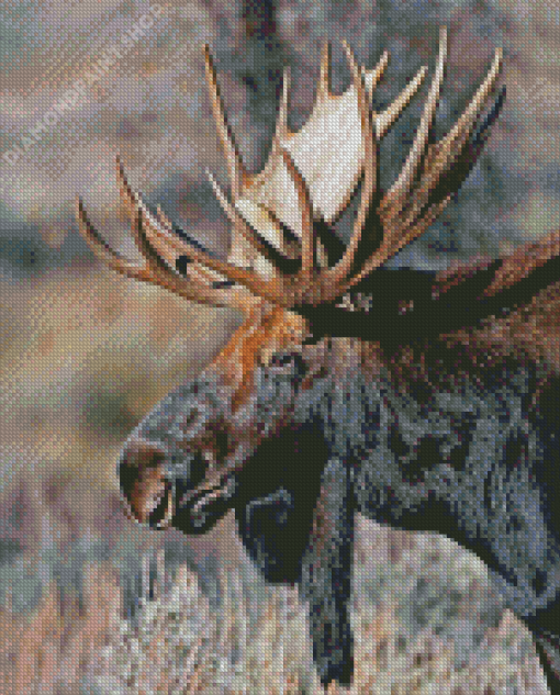 Teton Moose Head Diamond Paintings