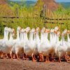 White Geese Goose Diamond Paintings