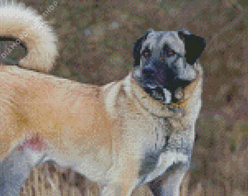 Anatolian Shepherd Diamond Painting