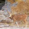 Axis Deer Chital Diamond Painting