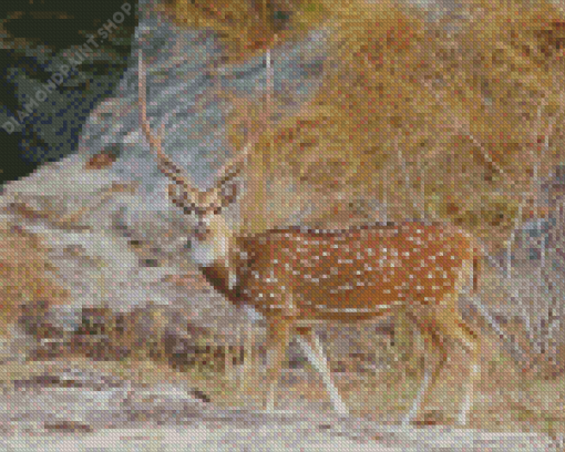 Axis Deer Chital Diamond Painting