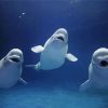 Beluga Whales Animals Diamond Painting