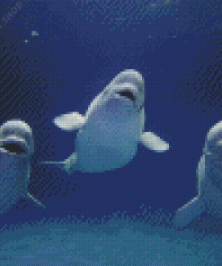 Beluga Whales Animals Diamond Painting