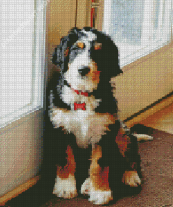 Bernedoodle Dog Diamond Painting