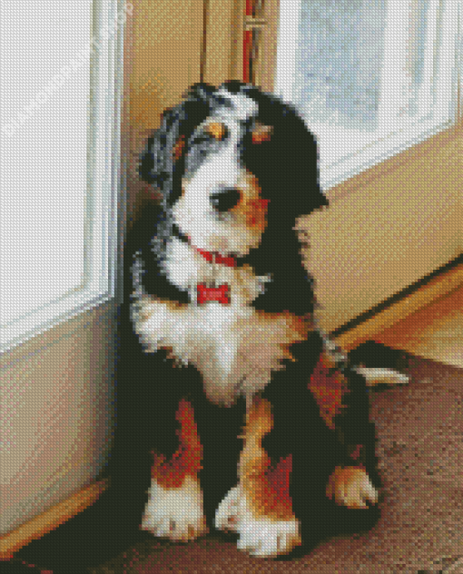 Bernedoodle Dog Diamond Painting