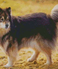 Black Finnish Lapphund Diamond Painting