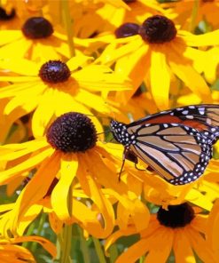 Black Eyed Susan And Butterfly Diamond Painting
