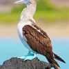 Blue Footed Boob Bird Diamond Painting