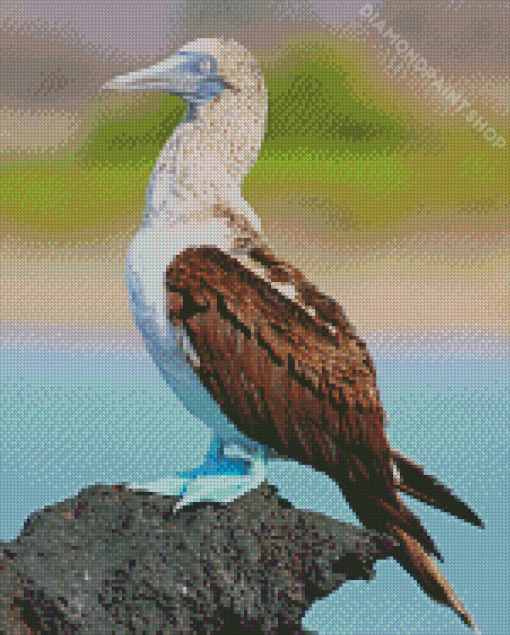 Blue Footed Boob Bird Diamond Painting