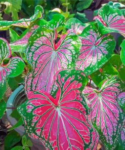 Caladium Colorful Plant Diamond Painting