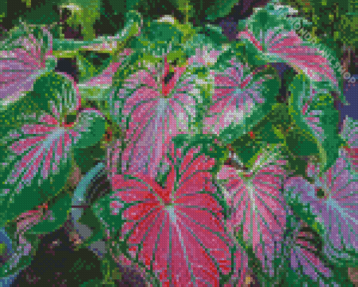 Caladium Colorful Plant Diamond Painting