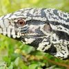 Close Up Tegu Lizard Diamond Painting