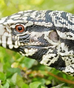 Close Up Tegu Lizard Diamond Painting