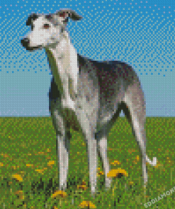 Galgos Dog Diamond Painting