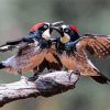 Acorn Woodpecker Birds Couple Diamond Painting