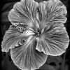 Black And White Hibiscus Diamond Painting