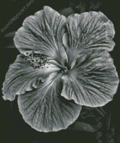 Black And White Hibiscus Diamond Painting