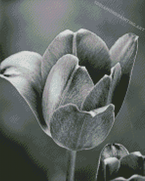 Black And White Tulip Diamond Painting