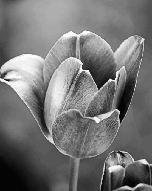 Black And White Tulip Diamond Painting