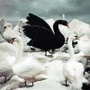 Black Swan Surrounded By White Swans Diamond Painting