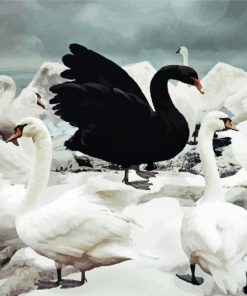 Black Swan Surrounded By White Swans Diamond Painting