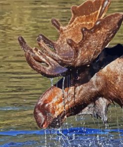 Brown Moose Head In Water Diamond Painting