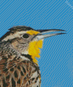 Close Up Western Meadowlark Diamond Painting