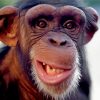 Cool Monkey Ape Diamond Painting
