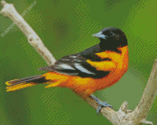 Cool Orioles Bird Diamond Painting