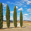 Four Cypress Trees Diamond Painting