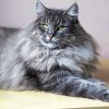 Grey Large Fluffy Cat Diamond Painting