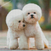 White Poodle Puppies Diamond Painting