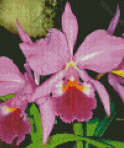Aesthetic Cattleya Flower Diamond Painting