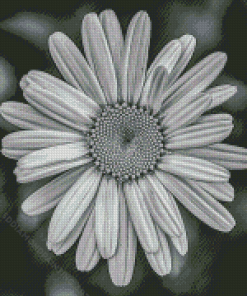Black And White Daisy Flower Diamond Painting