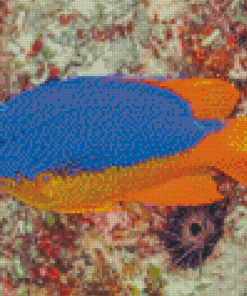 Fiji Blue Devil Damselfish Underwater Diamond Painting