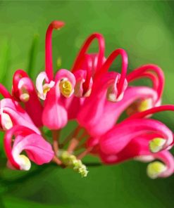 Grevillea Plant Diamond Painting