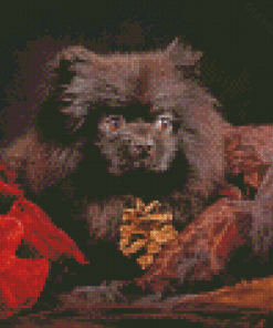 Little Black Pomeranian Diamond Painting