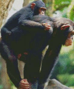 Mom And Baby Chimpanzee Diamond Painting