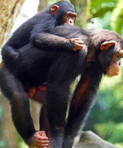 Mom And Baby Chimpanzee Diamond Painting