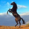 The Black Stallion Diamond Painting