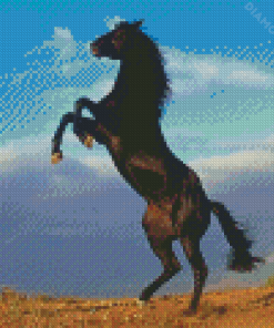 The Black Stallion Diamond Painting