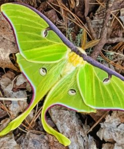 The Lunar Moth Diamond Painting