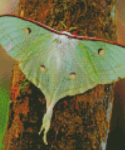 The Lunar Moth Insect Diamond Painting