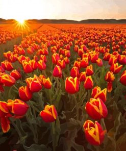 Tulips In Field With Sunset Diamond Painting