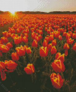 Tulips In Field With Sunset Diamond Painting