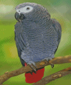 Aesthetic African Gray Parrot Diamond Painting