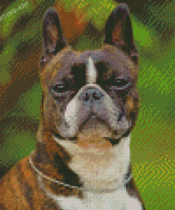Aesthetic Boston Terrier Diamond Painting